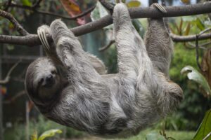 Sloth