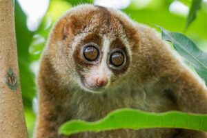 Slow loris