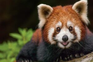 red-panda