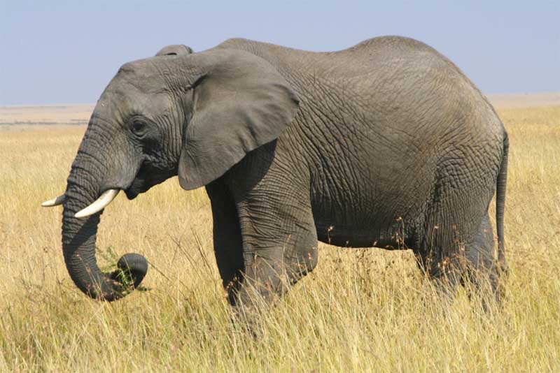 african-bush-elephant-heaviest-animal