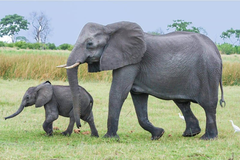 african-elephant-toughest-animal