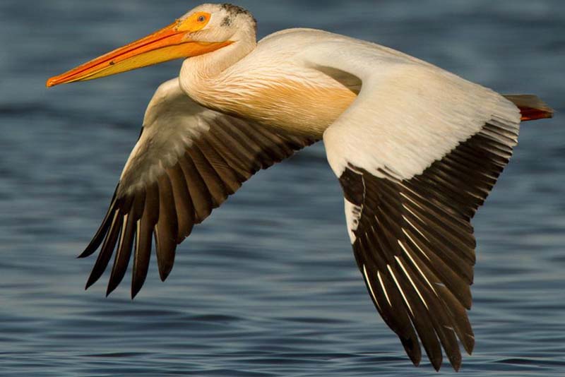 american-white-pelican-white-bird