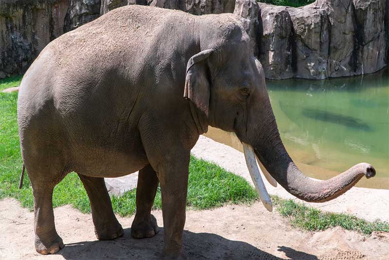 asian-elephant-heaviest-animal