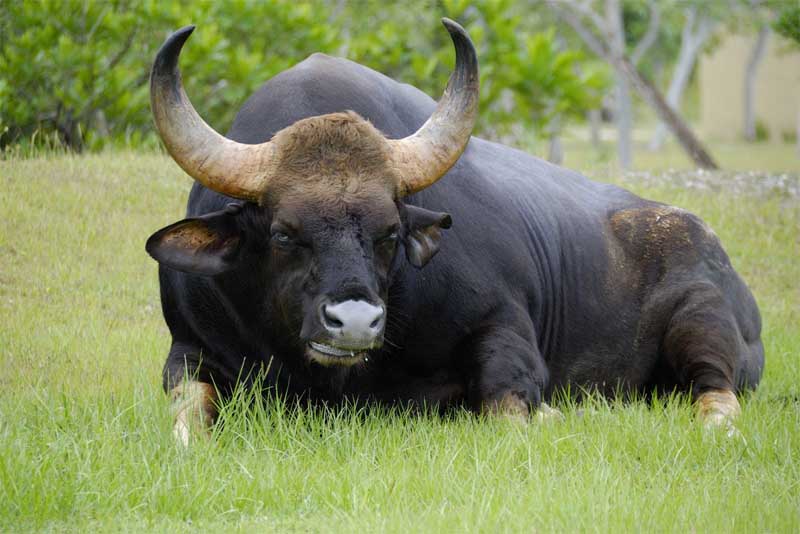 asian-gaur-heaviest-animal