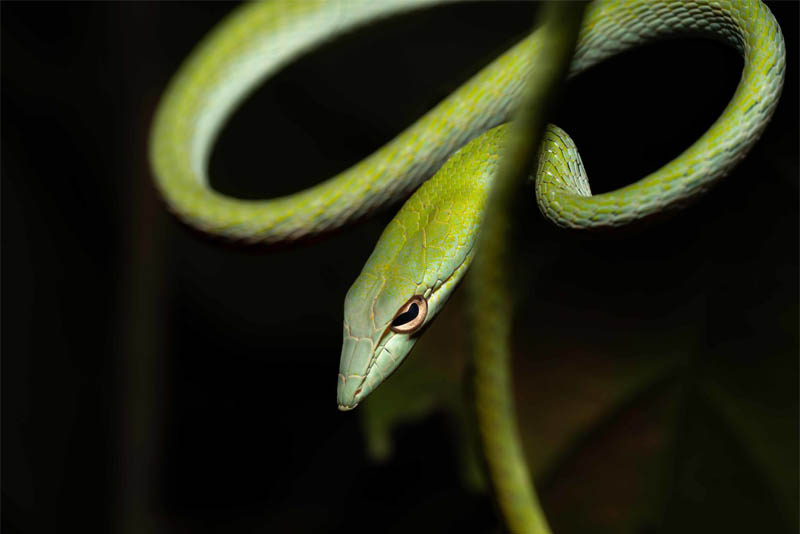 asian-vine-snake-beautiful-snake