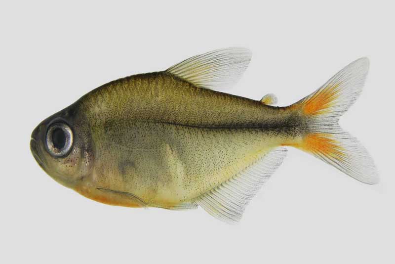 blind-characid