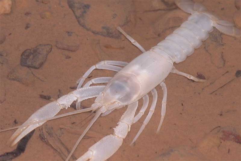 blind-crayfish