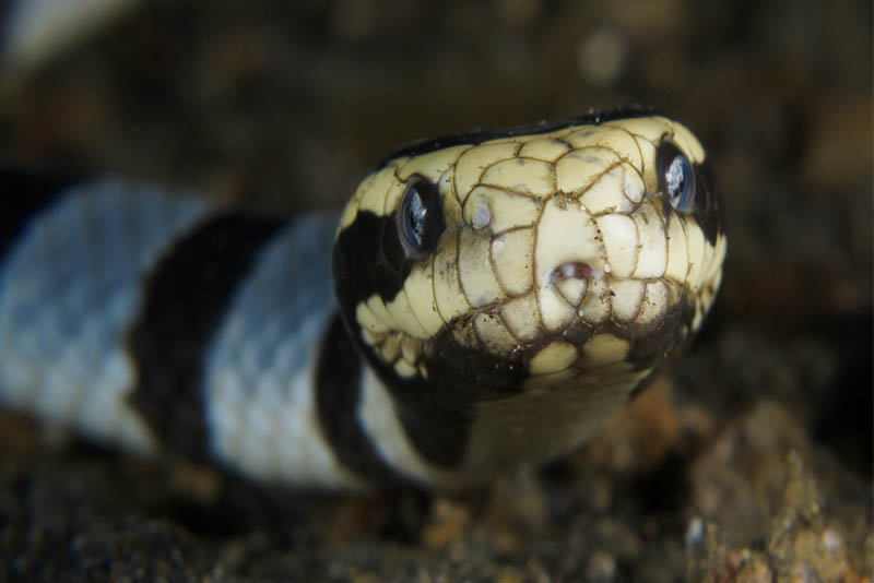 banded-sea-krait-beautiful snake