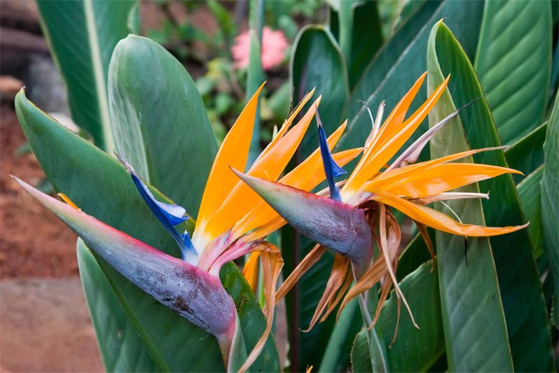 bird-of-paradise-beautiful-flower