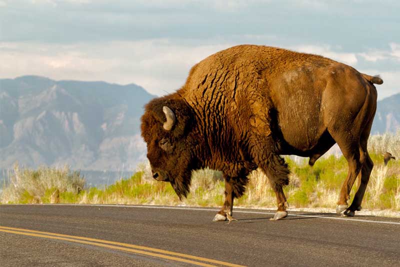 bison - heaviest animals