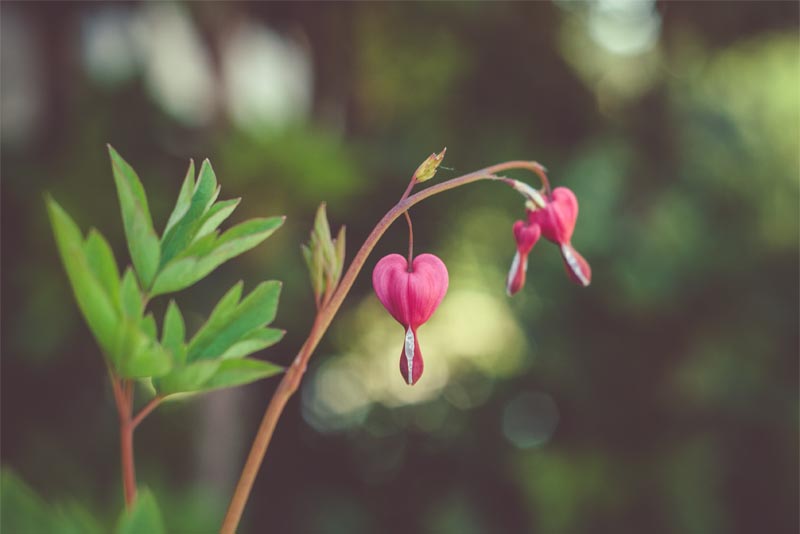 bleeding-heart-beautiful-flower