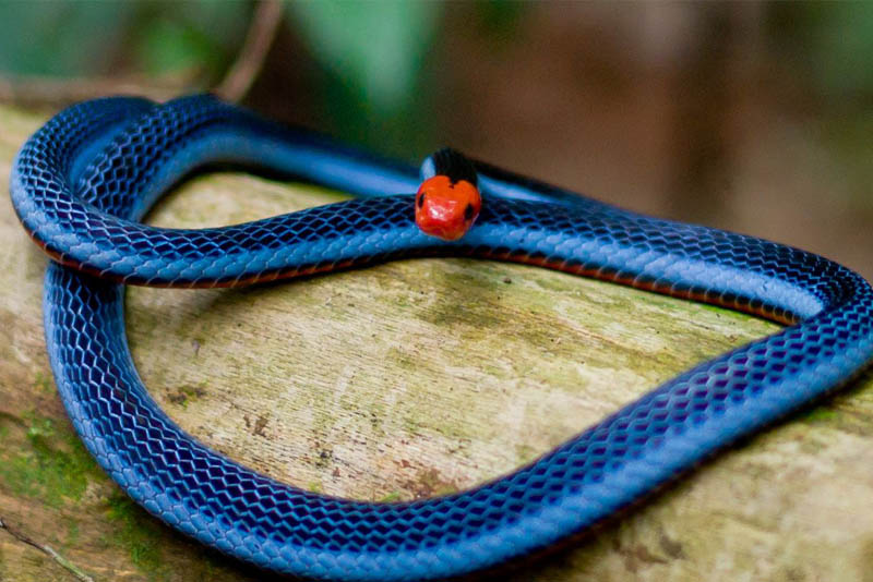 blue-coral-snake-beautiful-snake