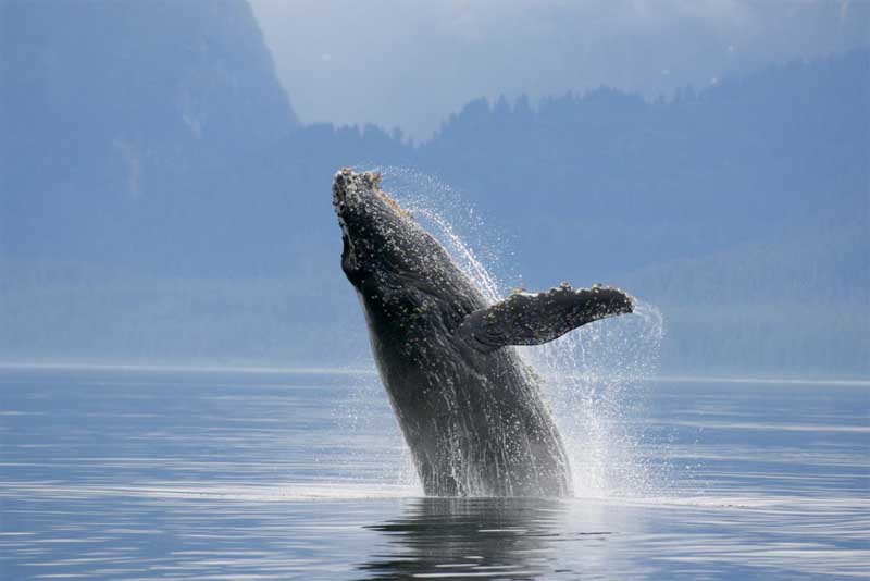 blue-whale-heaviest-animal