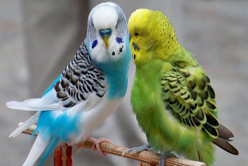 budgerigar-cute-small-parrots