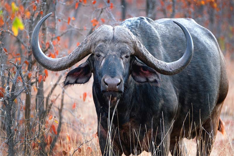 cape-buffalo-toughest-animal
