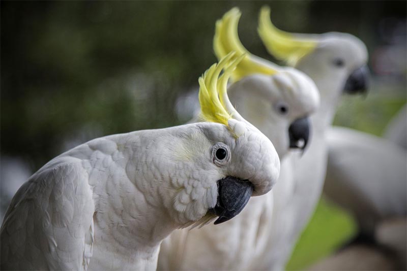 cockatoo-cute-small-parrots