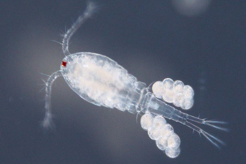 copepod-bio-luminescent-animal