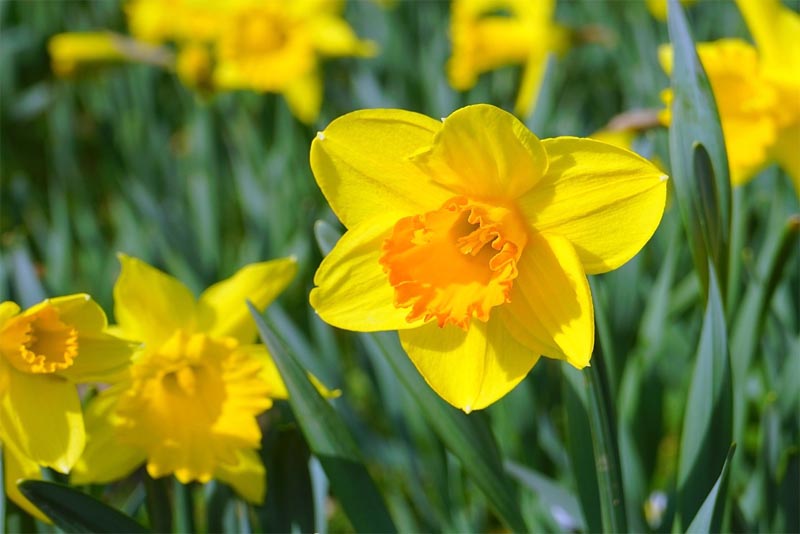 daffodils-beautiful-flower