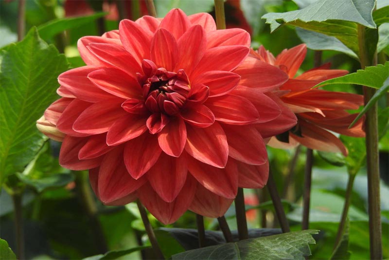 dahlia-beautiful-flower