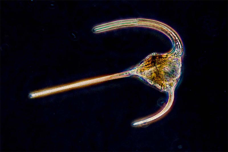 dinoflagellates-bio-luminescent-animal