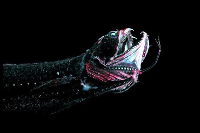 dragon-fish-bio-luminescent-animal
