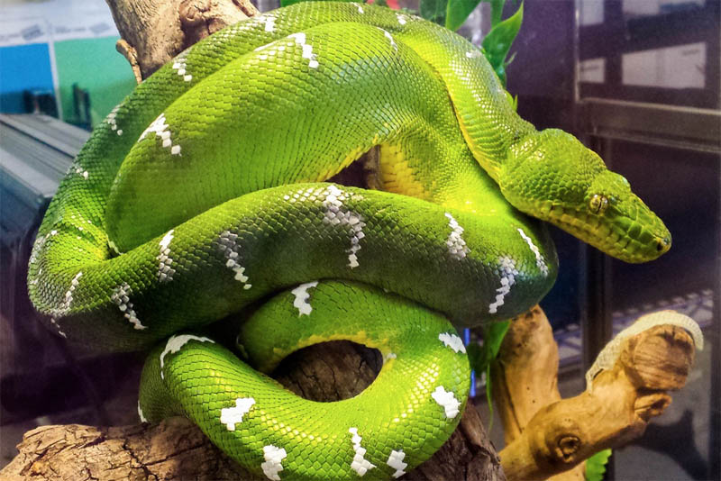 emerald-tree-boa-beautiful-snake