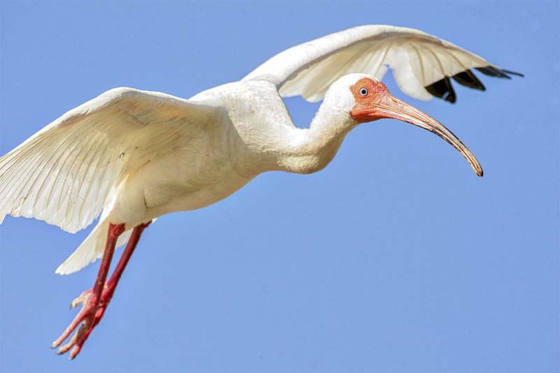 eudocimus-albus - white birds