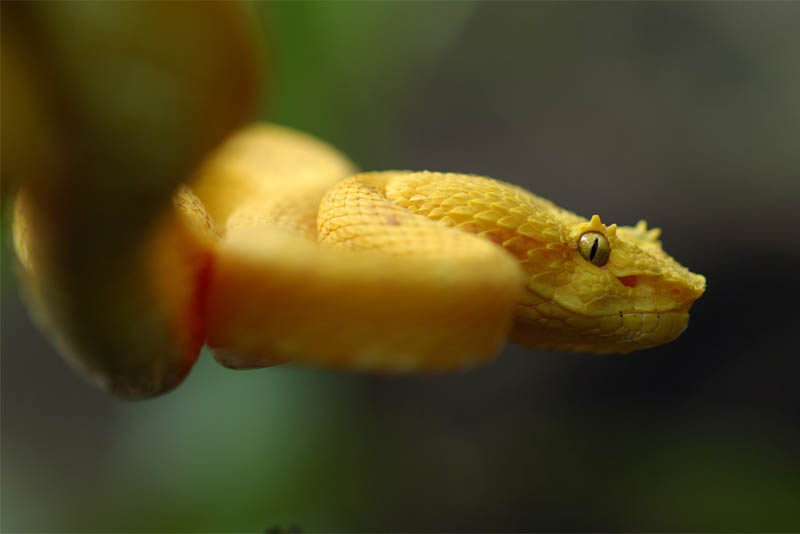 eyelash-viper-beautiful-snake