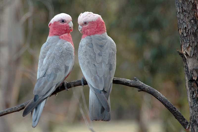 galah-cute-small-parrots