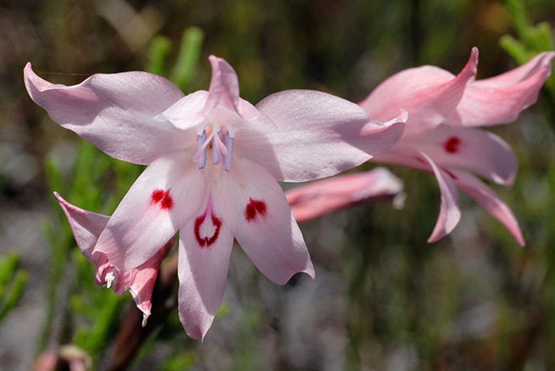 gladioli-beautiful-flower