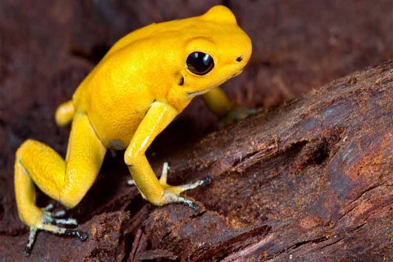 golden-frog-toughest-animal