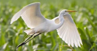 great-egret-white-bird