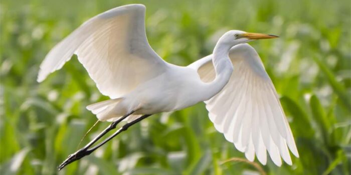 great-egret-white-bird