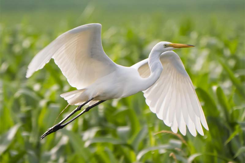 great-egret-white-bird