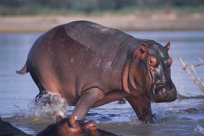 hippopotamus-heaviest-animal