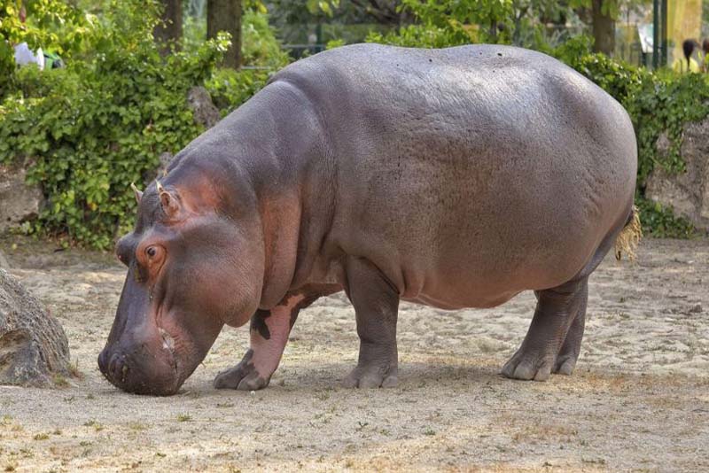 hippopotamus-toughest-animal