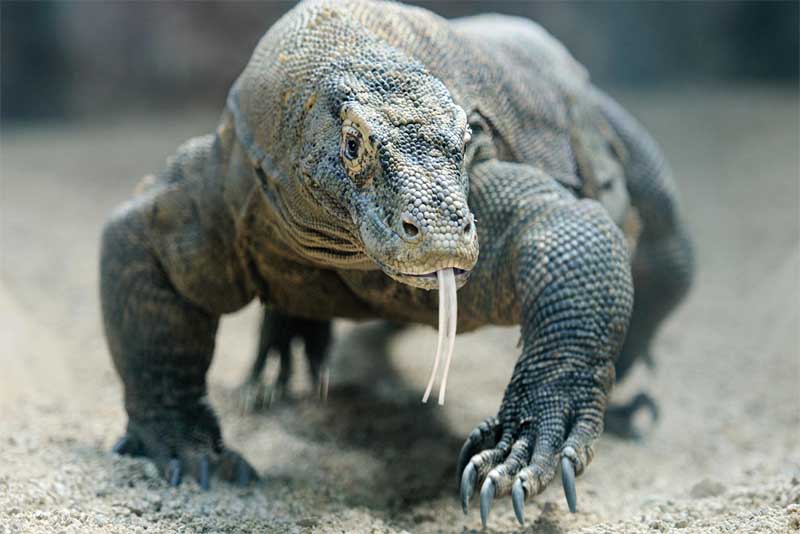 komodo-dragon-heaviest-animal