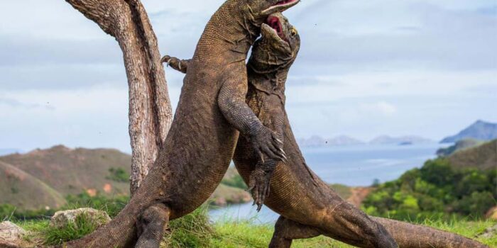 komodo-dragon-toughest-animal