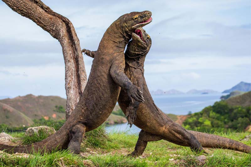 komodo-dragon-toughest-animal