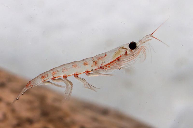 krill-bio-luminescent-animal