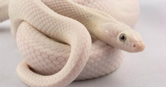 leucistic-rat-snake-beautiful-snake