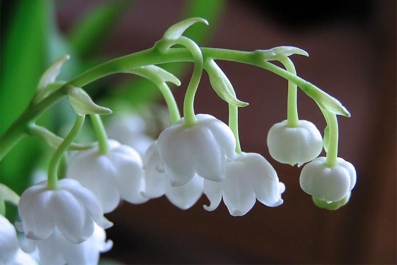 lily-of-the-valley-beautiful flower