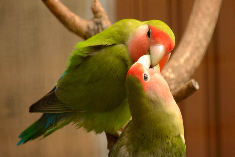 lovebirds-cute-small-parrots