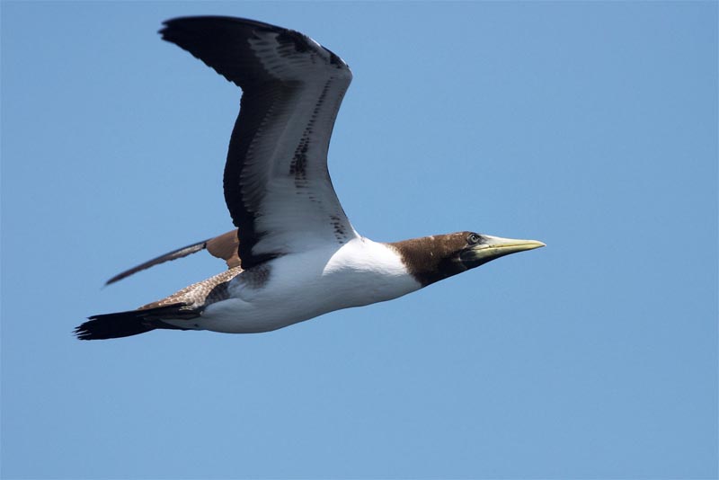 masked-booby-white-bird