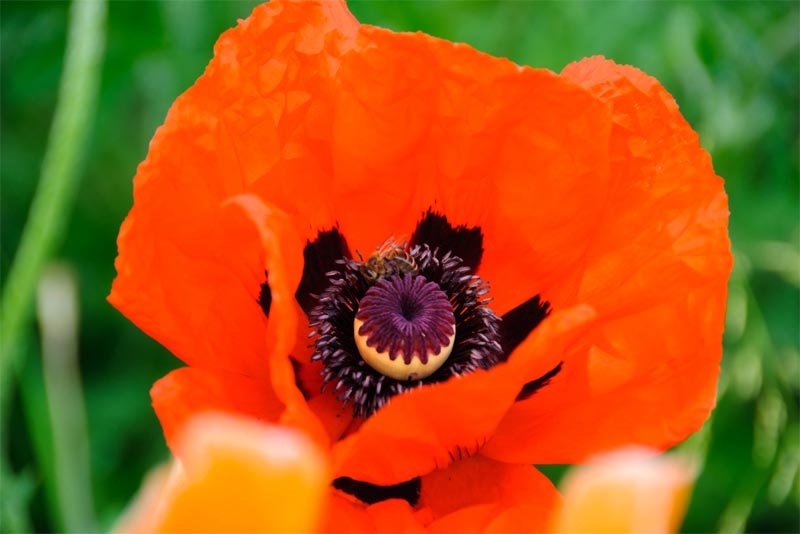 oriental-poppy-beautiful flower