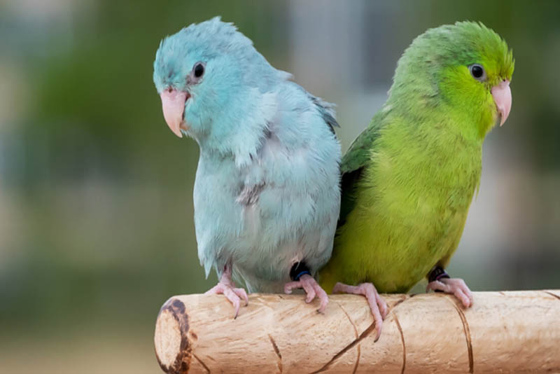 parrotlets-cute-small-parrots