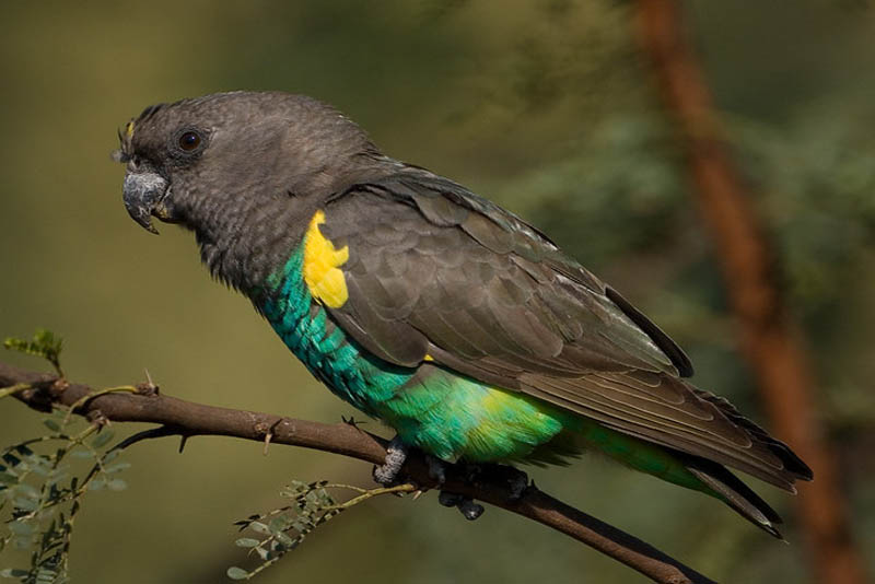 poicephalus-cute-small-parrots