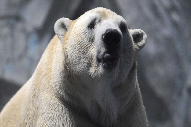 polar-bear-heaviest-animal