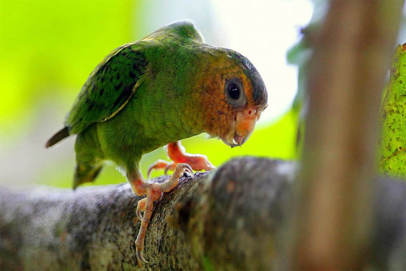 pygmy-parrot-cute-small-parrots