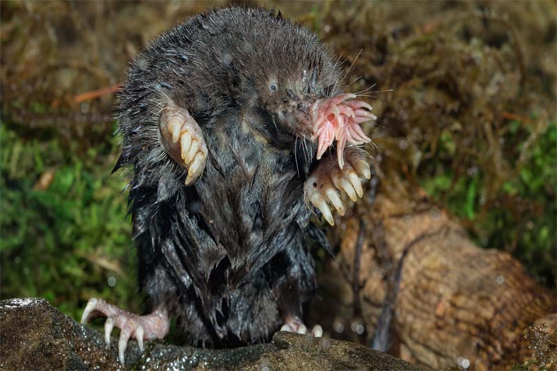 star-nosed-mole-blind-animal